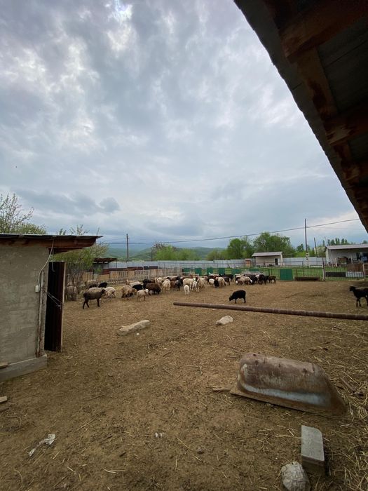 Продается фазенда