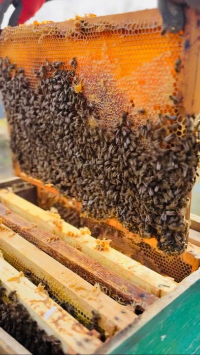 Familii de albine de vânzare – stupi cu albine, colonii puternice