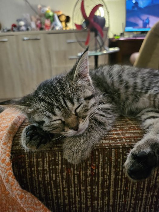 Отдам котенка мальчика