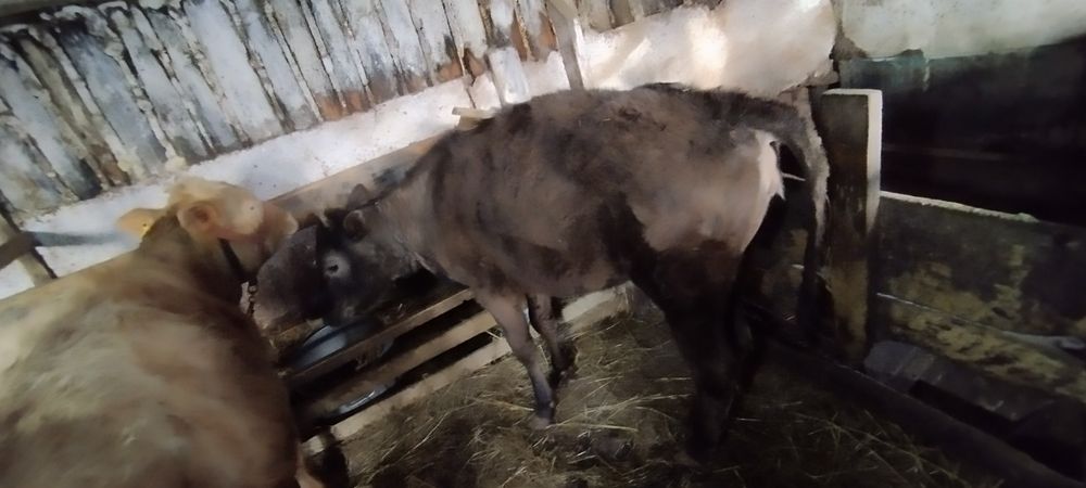 Продам тёлку на племя