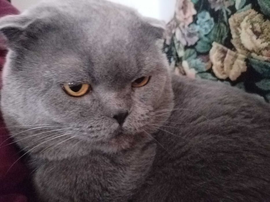 Кот Филипп, на вязку,