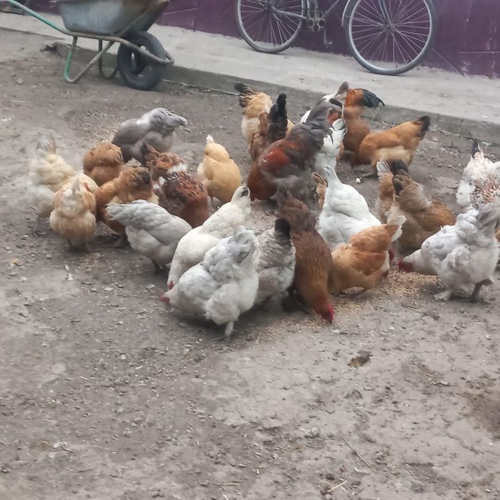 Продам домашные куры