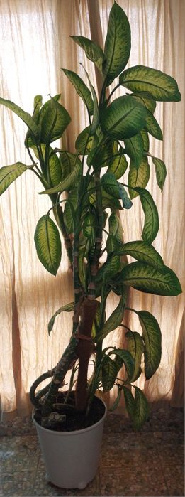 Diefennbachia 2,4 m inaltime