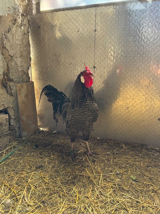 Cocoși rasa LaFleche