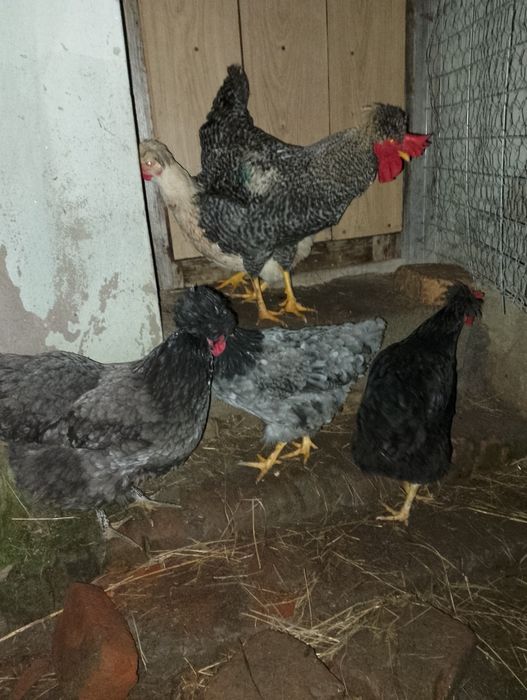 Disponibile găini moțate