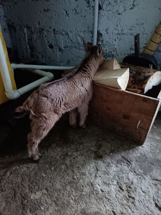 Vând o fetiță și un băiat, alpini francezi!