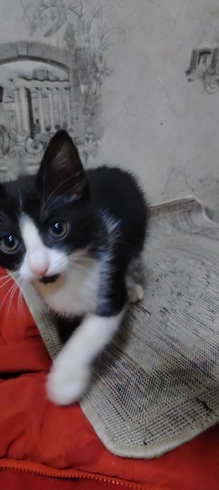 Котята ищут дом.