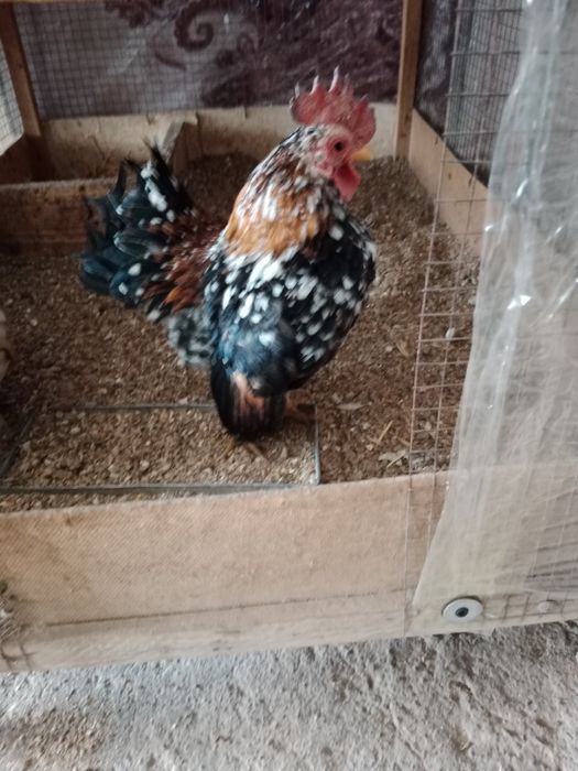 Серама япон сотилади