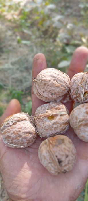 Карлик ёнгок кучати сотилади