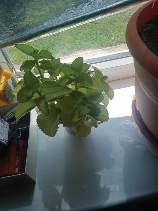 Продам алоэ , комнатные растения