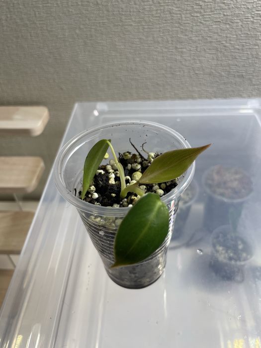 Филодендрон spiritus-sancti (Святой дух)