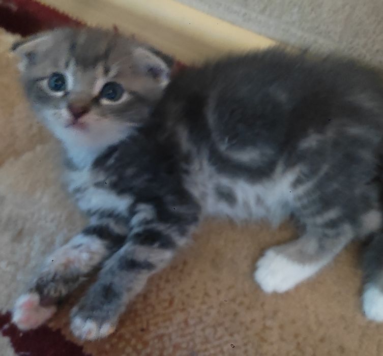 Котёнок мальчик .