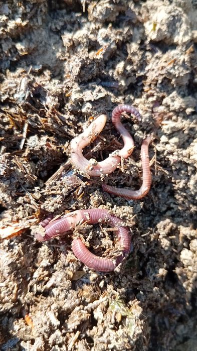 Черви Калифорниские,для рыбалки.