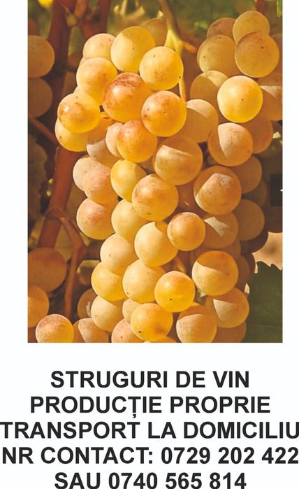 Struguri de vin direct din Vrancea