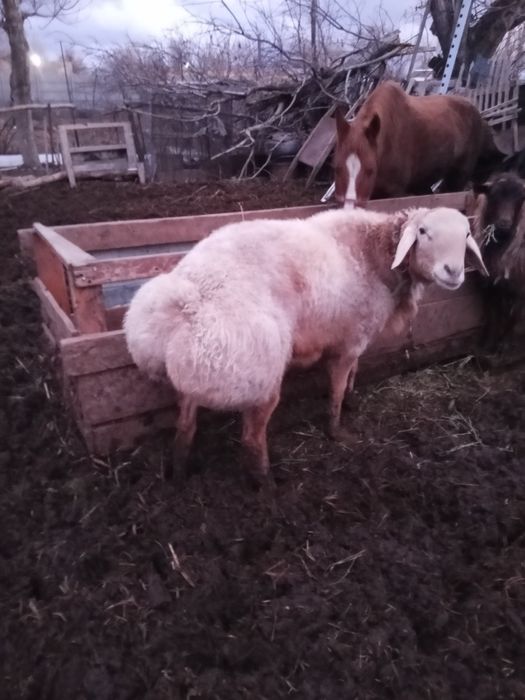 Продам кочкара...