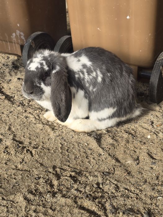 Vand iepurii berbec german