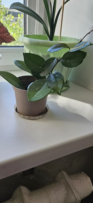 Комнатные   цветы