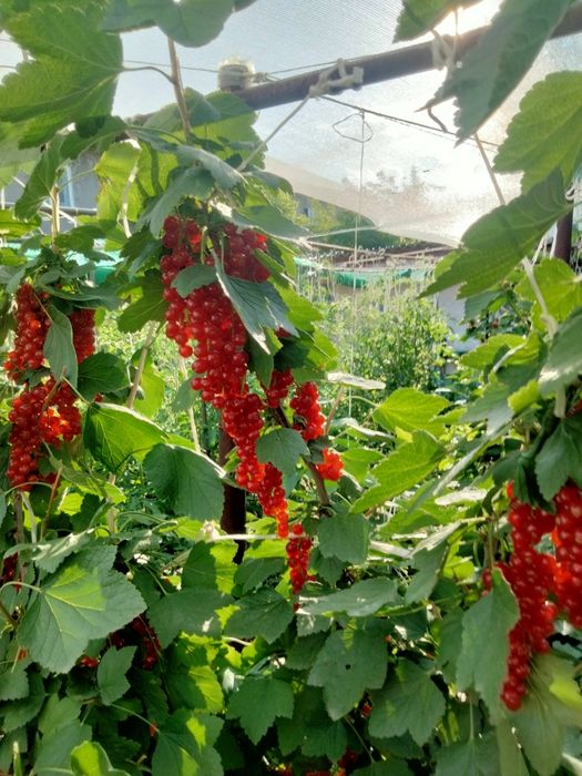 Саженцы красной смородины