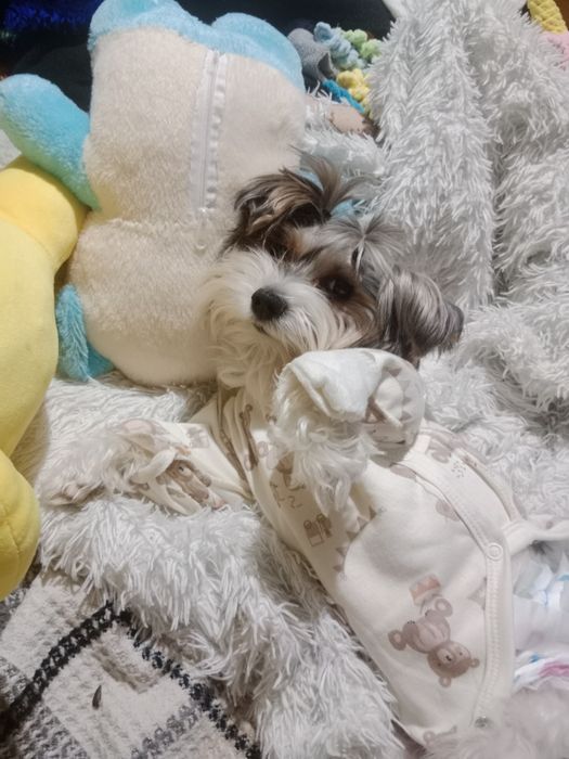 Йорк 3 года, мальчик