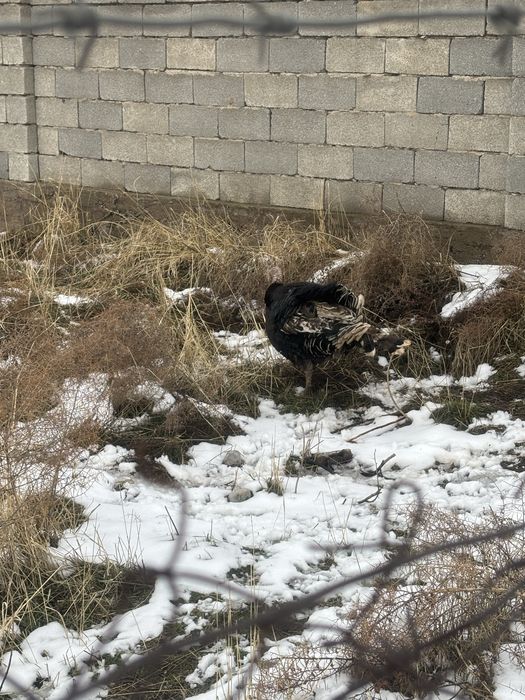 Индюк! Гибрид! Урыктыкка