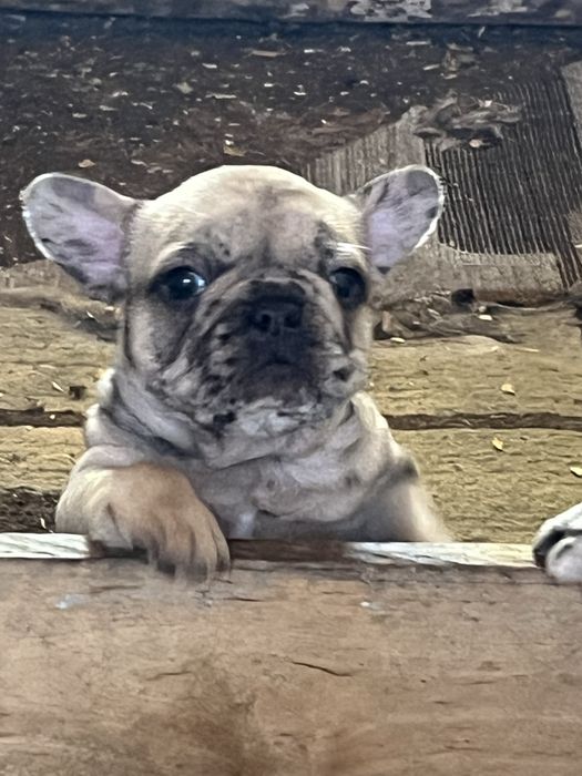 Французики эксклюзив