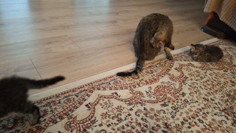 Отдам котят в очень добрые руки