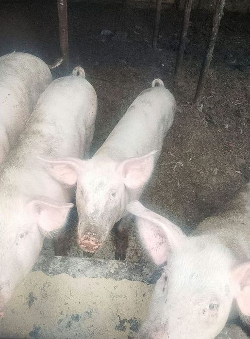 Продам свинок Алматы