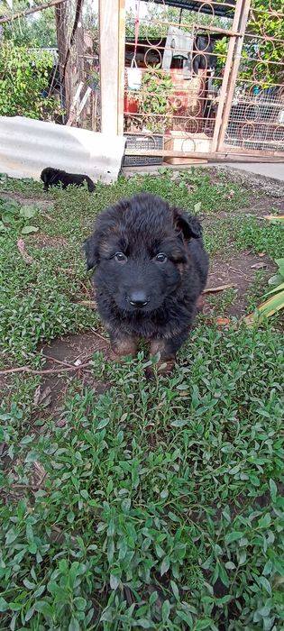 Щенки немецкой овчарки