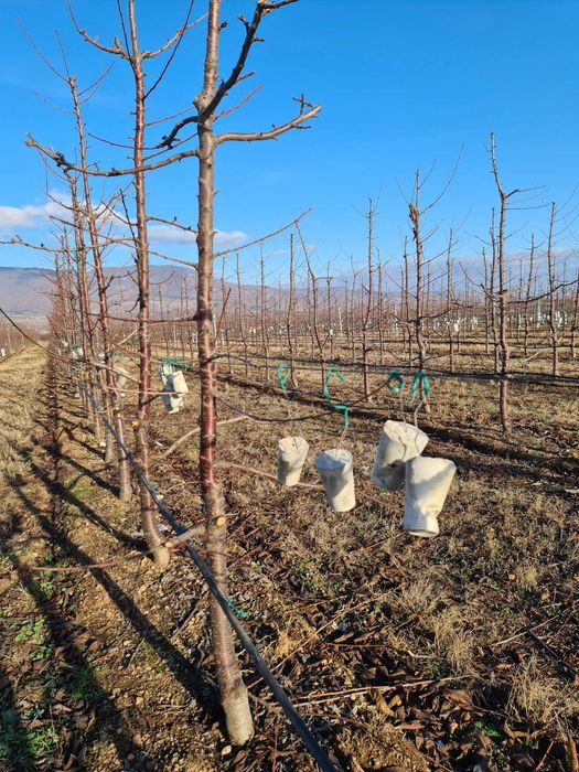 тежести за навеждане и формиране на клони на череши и сливи