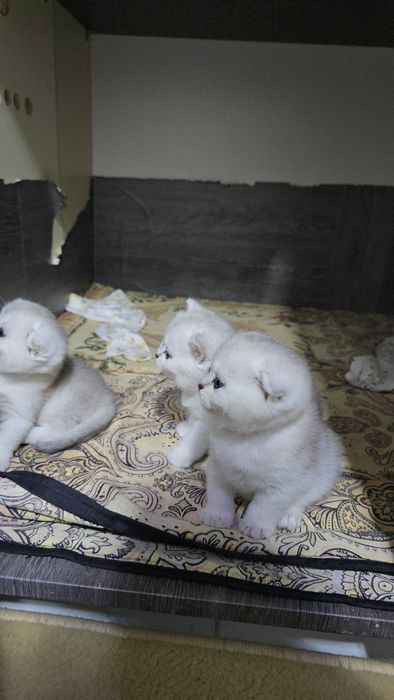 Серебристый шиншилла мальчик и девочка