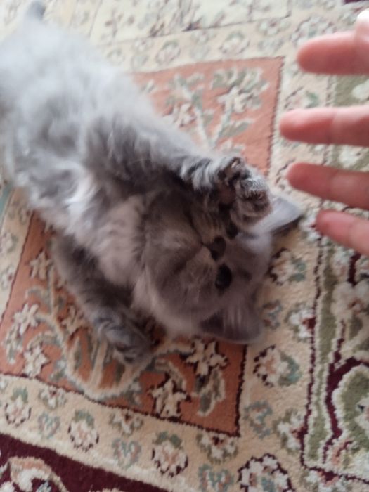 Отдаю котёнка в добрые руки