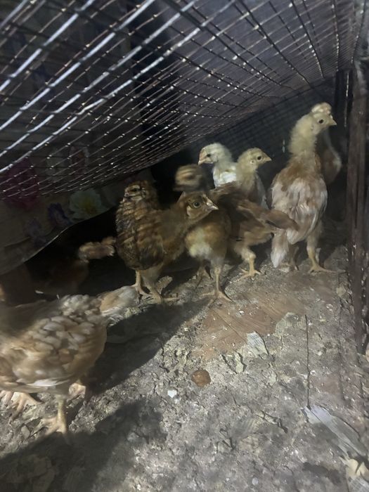 Продам домашних цыплят