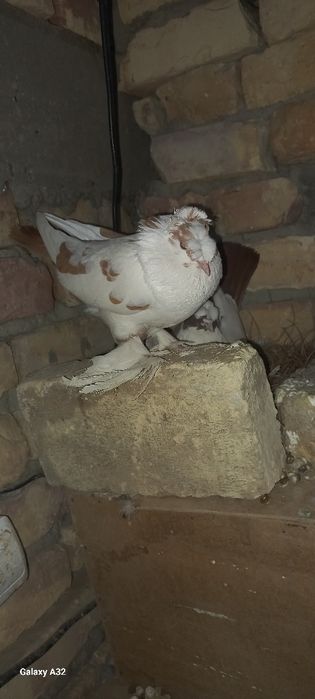 двух чубий кафтар  сотилади пара сотилади