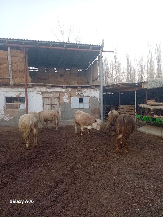 Годавалый ӘУЛИЕКӨЛ патсоста.