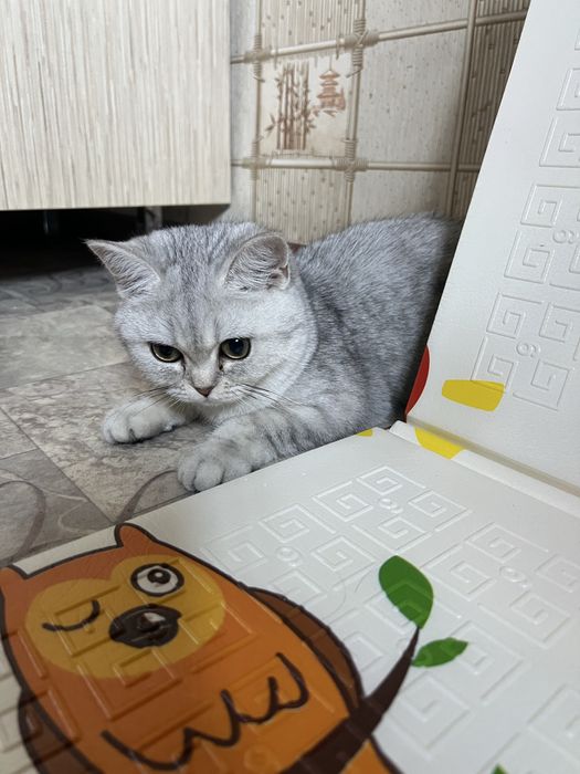 Котенок шиншилла шиншила серебро девочка