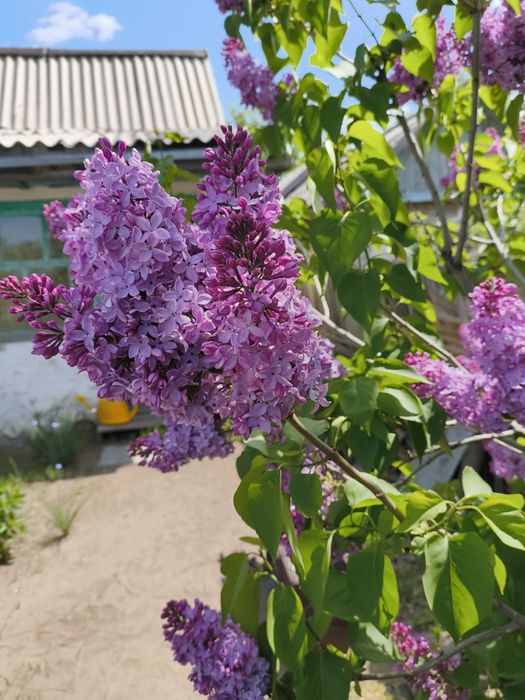 Сирень кустовая, лилейник