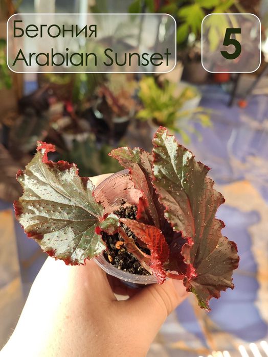 Бегония аравийский закат (Arabian Sunset)