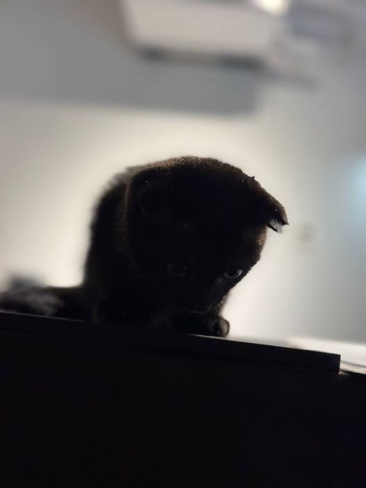 Сотилади!!! Продаются