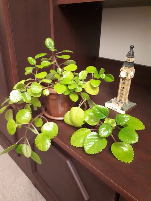 Комнатные цветы плектрантус