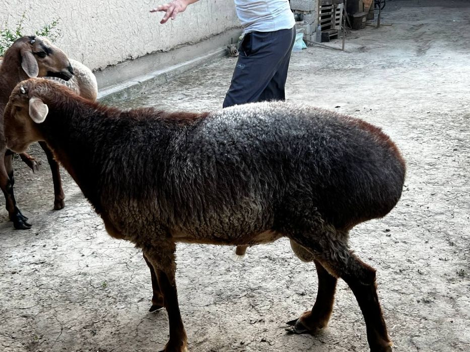 Кон чткариш ва бошка маросимлар учун кириз куелари