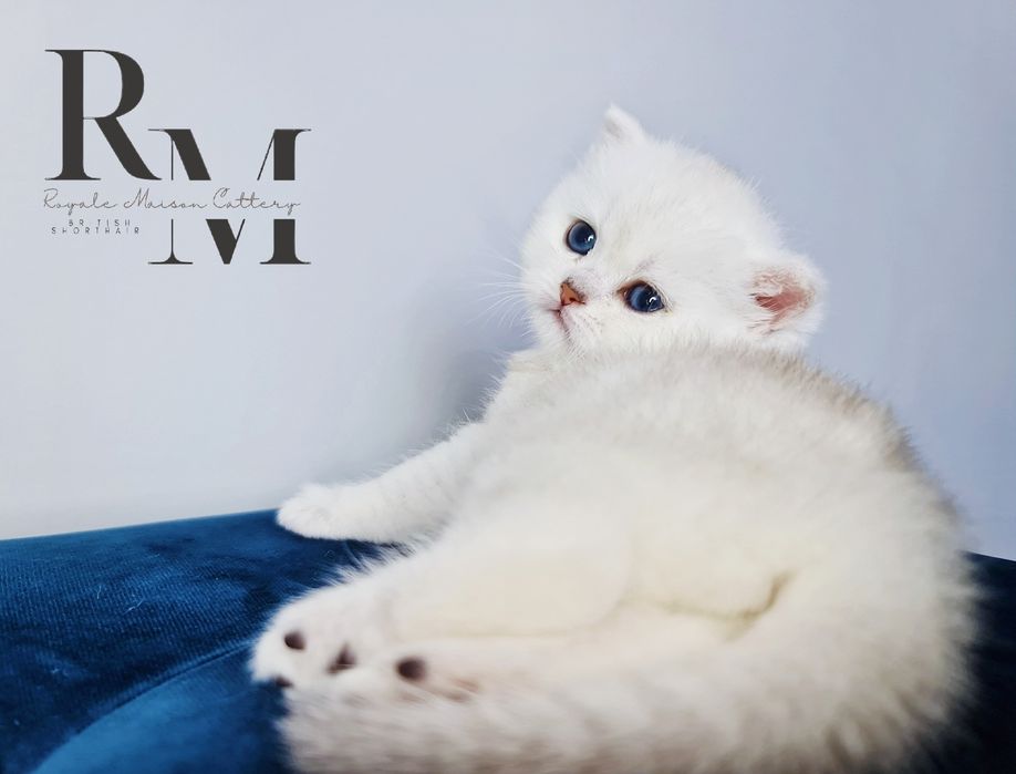 Pisicuță British Shorthair Silver Chinchilla cu Pedigree