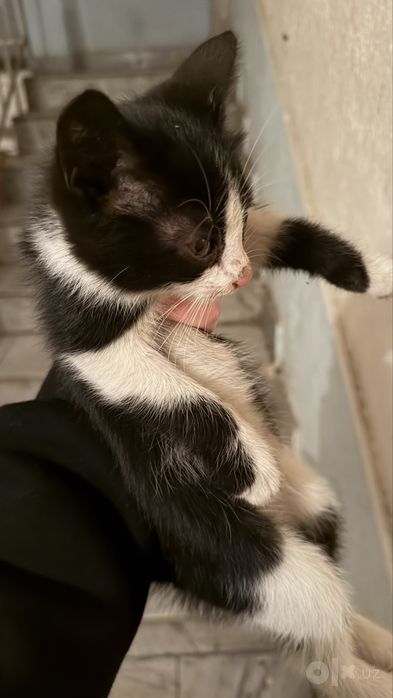 Ищет дом котенок
