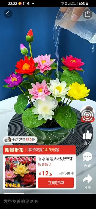 Кувшинки (семена )Алоэ вера, каланхоэ.