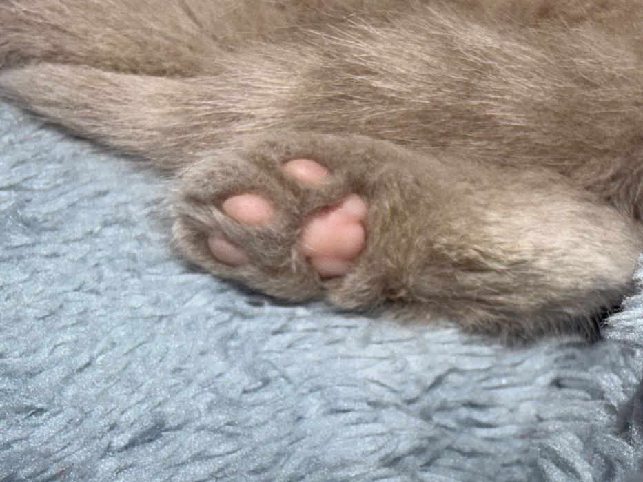 лиловый британский котенок - мальчик