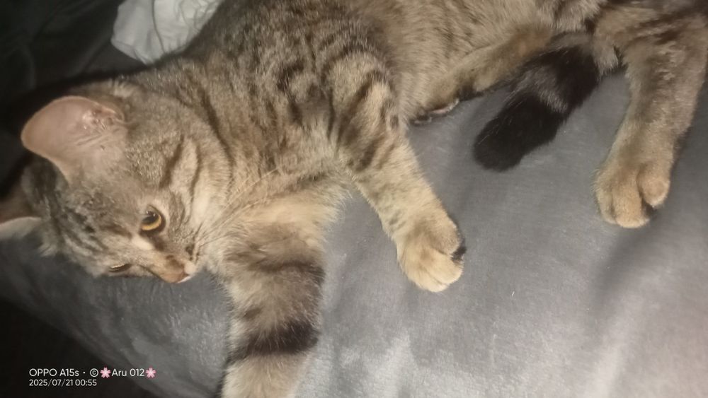 Котята бесплатно в добрые руки