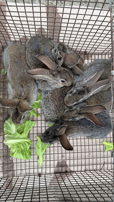 Vând iepuri de 3 luni