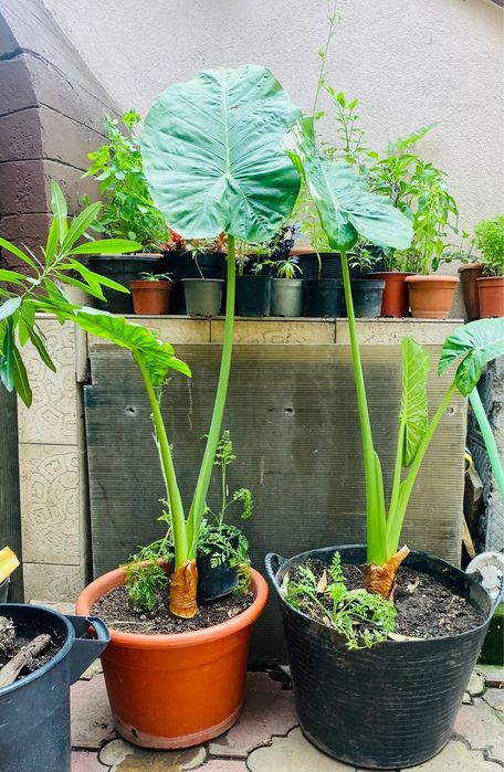 Colocasia in ghiveci