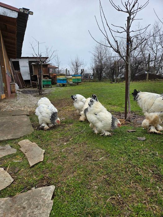 Продавам разплодни яйца от Колумбийска [Light Brahma]