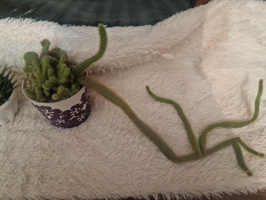 Ультра мощный кактус