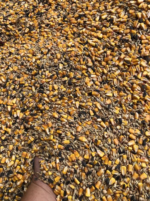 Porumb , amestec , baloti lucerna